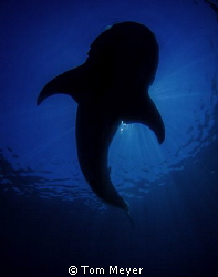 Whale shark Silhouette by Tom Meyer 